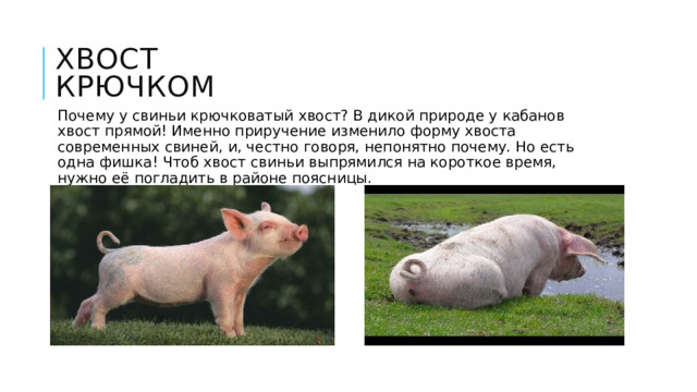 Хвост крючком Почему у свиньи крючковатый хвост? В дикой природе у кабанов хвост прямой! Именно приручение изменило форму хвоста современных свиней, и, честно говоря, непонятно почему. Но есть одна фишка! Чтоб хвост свиньи выпрямился на короткое время, нужно её погладить в районе поясницы. 