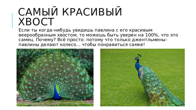 Самый красивый хвост Если ты когда-нибудь увидишь павлина с его красивым веерообразным хвостом, то можешь быть уверен на 100%, что это самец. Почему? Всё просто: потому что только джентльмены-павлины делают колесо... чтобы понравиться самке! 