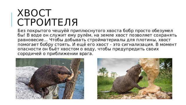 Хвост строителя Без покрытого чешуёй приплюснутого хвоста бобр просто обезумел бы! В воде он служит ему рулём, на земле хвост позволяет сохранять равновесие... Чтобы добывать стройматериалы для плотины, хвост помогает бобру стоять. И ещё его хвост - это сигнализация. В момент опасности он бьёт хвостом о воду, чтобы предупредить своих сородичей о приближении врага. 