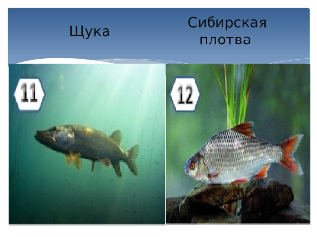 Сибирская плотва Щука 
