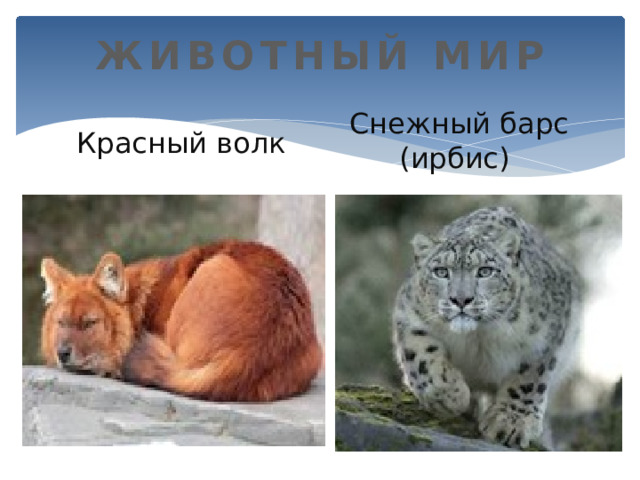 ЖИВОТНЫЙ МИР Снежный барс (ирбис) Красный волк 