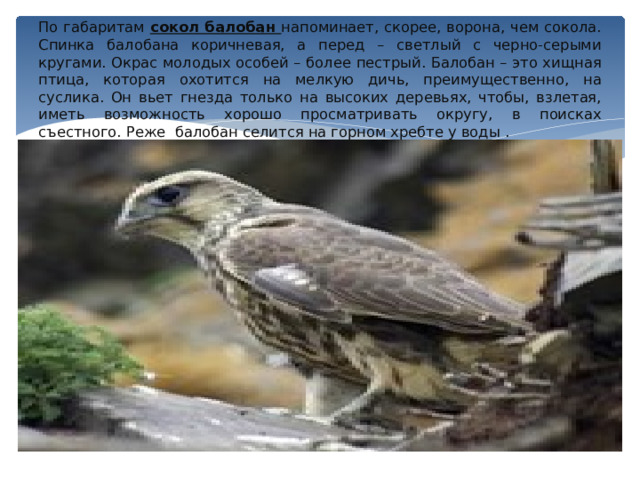 По габаритам сокол балобан напоминает, скорее, ворона, чем сокола. Спинка балобана коричневая, а перед – светлый с черно-серыми кругами. Окрас молодых особей – более пестрый. Балобан – это хищная птица, которая охотится на мелкую дичь, преимущественно, на суслика. Он вьет гнезда только на высоких деревьях, чтобы, взлетая, иметь возможность хорошо просматривать округу, в поисках съестного. Реже балобан селится на горном хребте у воды . 