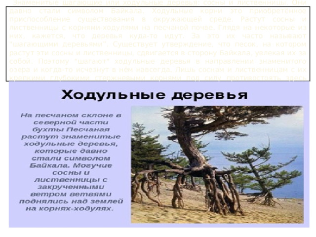  Знаменитые шагающие или ходульные деревья : сосны и лиственницы. Они давно стали символом Байкала. Ходульные корни это приобретённое приспособление существования в окружающей среде. Растут сосны и лиственницы с корнями-ходулями на песчаной почве. Глядя на некоторые из них, кажется, что деревья куда-то идут. За это их часто называют 