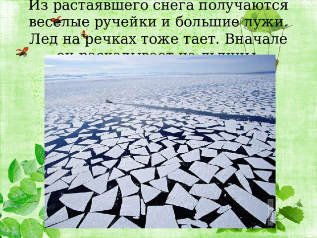 Из растаявшего снега получаются веселые ручейки и большие лужи. Лед на речках тоже тает. Вначале он раскалывает на льдины. 