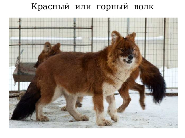 Красный или горный волк 
