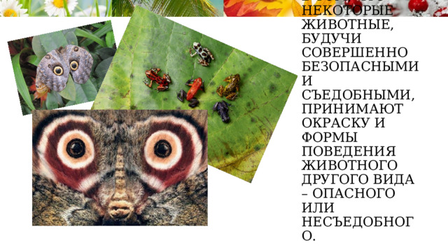 Оптические фокусы – ещё один способ защиты (мимикрия) заключается в том, что некоторые животные, будучи совершенно безопасными и съедобными, принимают окраску и формы поведения животного другого вида – опасного или несъедобного. 
