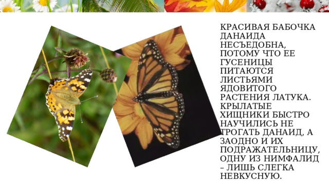 Красивая бабочка данаида несъедобна, потому что ее гусеницы питаются листьями ядовитого растения латука. Крылатые хищники быстро научились не трогать данаид, а заодно и их подражательницу, одну из нимфалид – лишь слегка невкусную. 