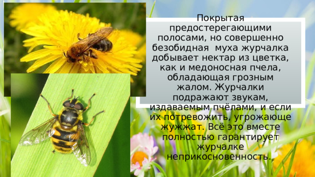 Покрытая предостерегающими полосами, но совершенно безобидная муха журчалка добывает нектар из цветка, как и медоносная пчела, обладающая грозным жалом. Журчалки подражают звукам, издаваемым пчёлами, и если их потревожить, угрожающе жужжат. Всё это вместе полностью гарантирует журчалке неприкосновенность. 