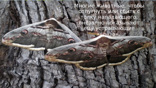 Многие животные, чтобы отпугнуть или сбить с толку нападающего, внезапно показывают ему устрашающие «глаза». 