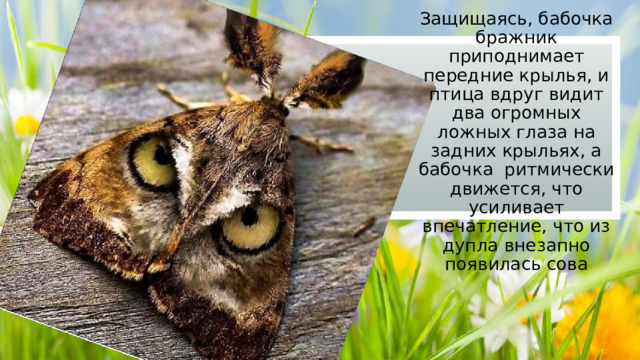 Защищаясь, бабочка бражник приподнимает передние крылья, и птица вдруг видит два огромных ложных глаза на задних крыльях, а бабочка ритмически движется, что усиливает впечатление, что из дупла внезапно появилась сова 