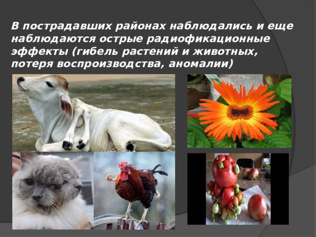 В пострадавших районах наблюдались и еще наблюдаются острые радиофикационные эффекты (гибель растений и животных, потеря воспроизводства, аномалии) 