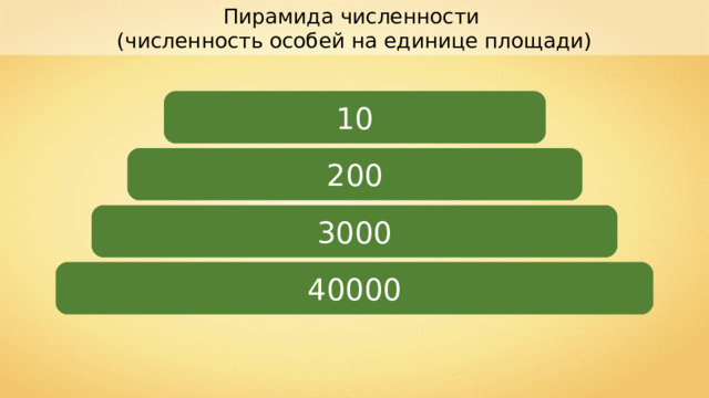 Пирамида численности (численность особей на единице площади) 10 200 3000 40000 