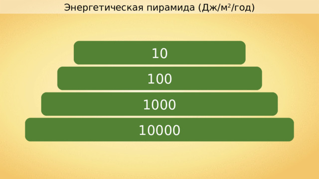 Энергетическая пирамида (Дж/м 2 /год) 10 100 1000 10000 
