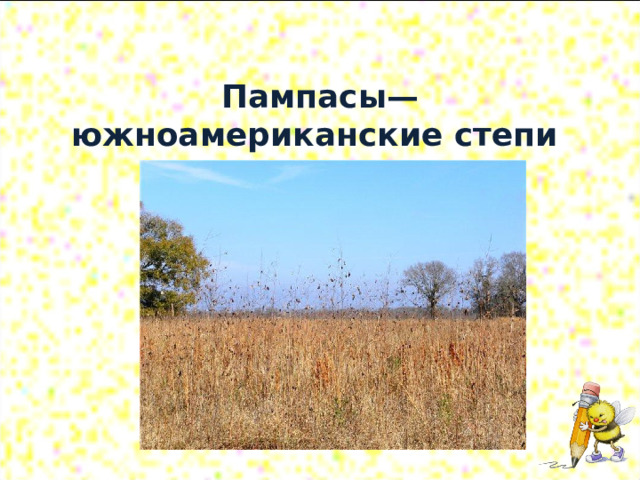  Пампасы—южноамериканские степи 