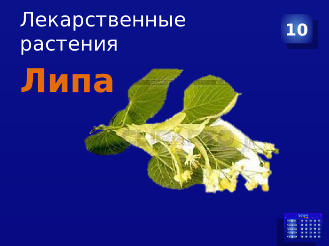 Лекарственные растения 10 Липа 