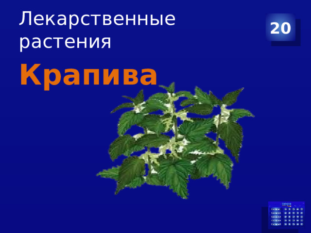 Лекарственные растения 20 Крапива 