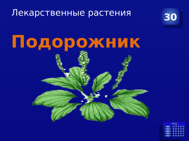 Лекарственные растения   30 Подорожник 