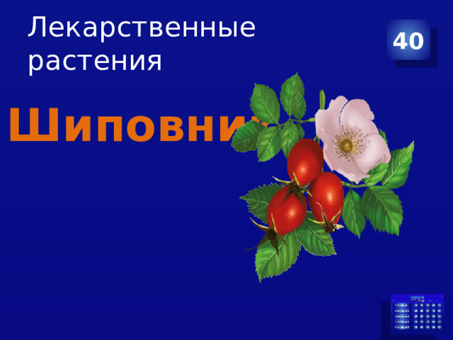 Лекарственные растения 40 Шиповник 