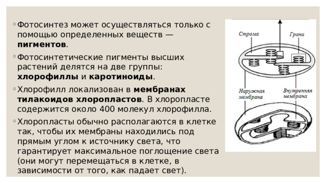 Фотосинтез может осуществляться только с помощью определенных веществ — пигментов . Фотосинтетические пигменты высших растений делятся на две группы: хлорофиллы и каротиноиды . Хлорофилл локализован в мембранах тилакоидов хлоропластов . В хлоропласте содержится около 400 молекул хлорофилла. Хлоропласты обычно располагаются в клетке так, чтобы их мембраны находились под прямым углом к источнику света, что гарантирует максимальное поглощение света (они могут перемещаться в клетке, в зависимости от того, как падает свет). 