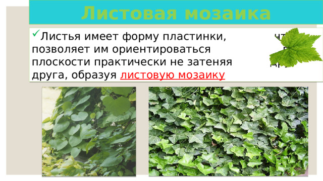 Листовая мозаика Листья имеет форму пластинки, что позволяет им ориентироваться в плоскости практически не затеняя друг друга, образуя листовую мозаику 