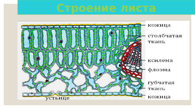 Строение листа 