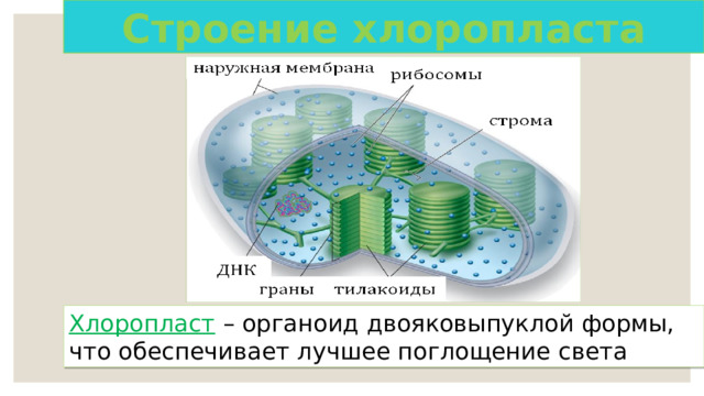 Хлоропласты Строение хлоропласта Хлоропласт – органоид двояковыпуклой формы, что обеспечивает лучшее поглощение света 
