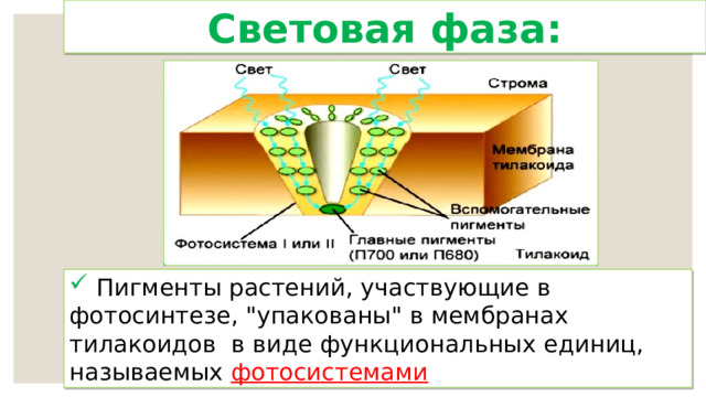 Световая фаза:  Пигменты растений, участвующие в фотосинтезе, 