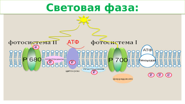 Световая фаза: АТФ 