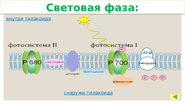 Световая фаза: внутри тилакоида снаружи тилакоида 