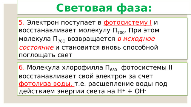 Световая фаза: 5. Электрон поступает в фотосистему I и восстанавливает молекулу П 700 . При этом молекула П 70О  возвращается в исходное состояние и становится вновь способной поглощать свет 6. Молекула хлорофилла П 680 фотосистемы II восстанавливает свой электрон за счет фотолиза воды, т.е. расщепление воды под действием энергии света на Н + + ОН -  