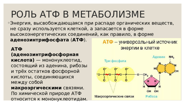РОЛЬ АТФ В МЕТАБОЛИЗМЕ Энергия, высвобождающаяся при распаде органических веществ, не сразу используется клеткой, а запасается в форме высокоэнергетических соединений, как правило, в форме аденозинтрифосфата ( АТФ ). АТФ (аденозинтрифосфорная кислота) — мононуклеотид, состоящий из аденина, рибозы и трёх остатков фосфорной кислоты, соединяющихся между собой макроэргическими связями. По химической природе АТФ относится к мононуклеотидам. 