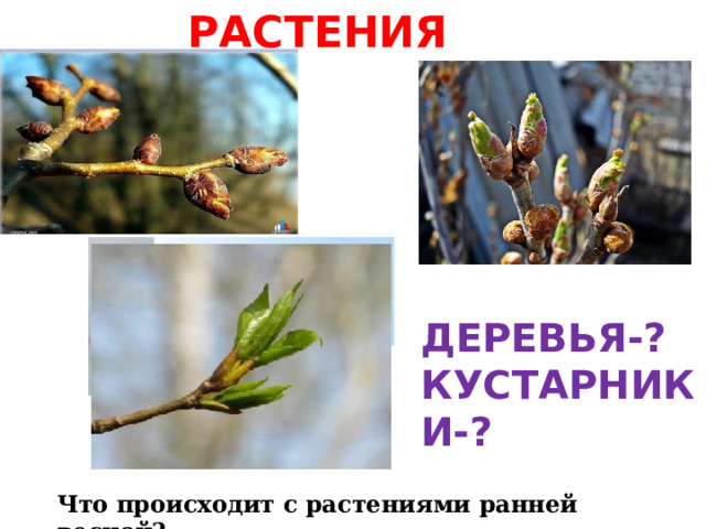  РАСТЕНИЯ ВЕСНОЙ ДЕРЕВЬЯ-? КУСТАРНИКИ-? Что происходит с растениями ранней весной? 