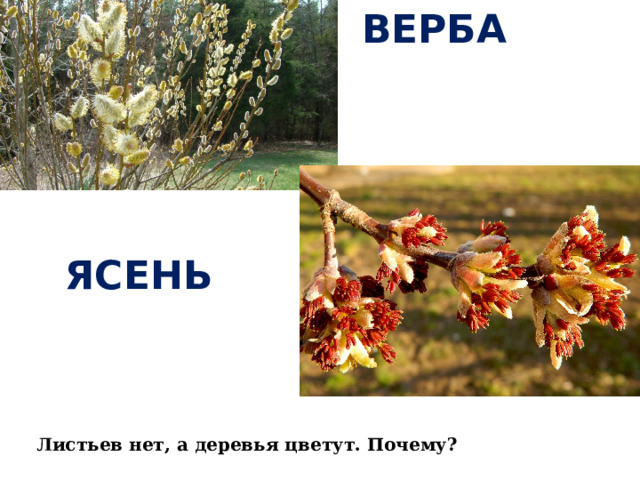 ВЕРБА  ЯСЕНЬ Листьев нет, а деревья цветут. Почему? 