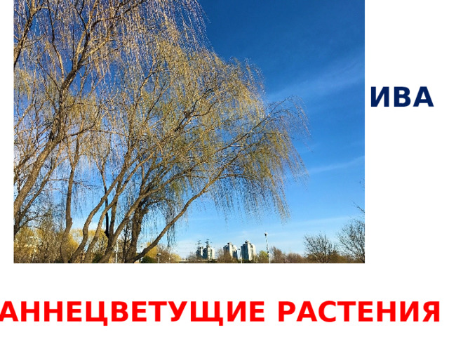 ИВА РАННЕЦВЕТУЩИЕ РАСТЕНИЯ 