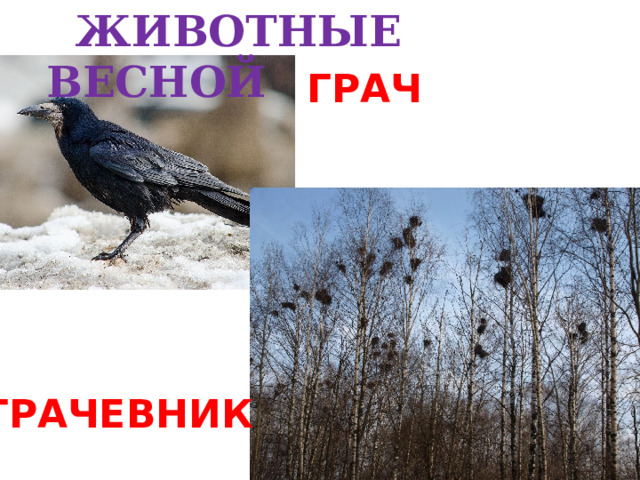  ЖИВОТНЫЕ ВЕСНОЙ ГРАЧ ГРАЧЕВНИК 
