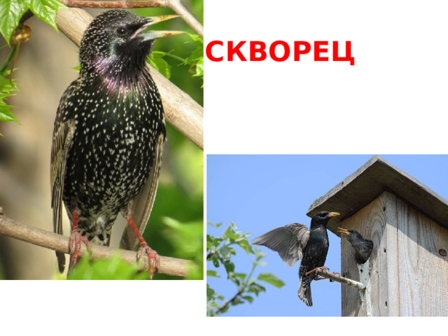 СКВОРЕЦ 