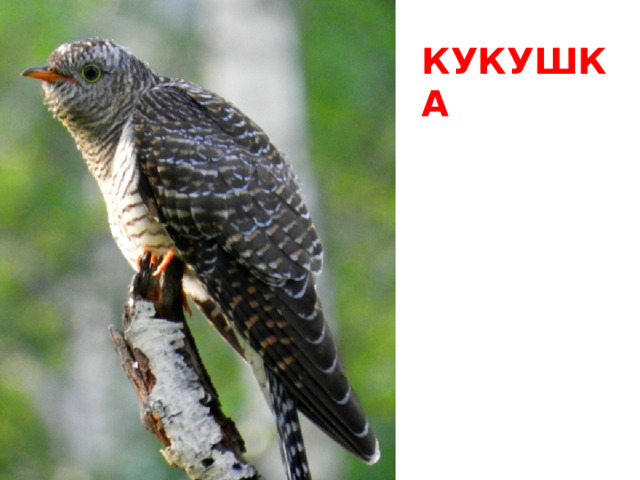 КУКУШКА 