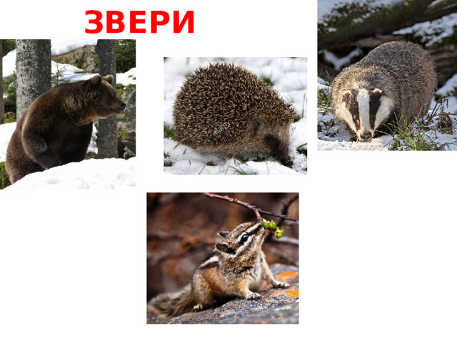  ЗВЕРИ 