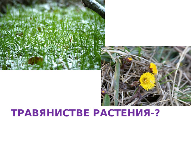 ТРАВЯНИСТВЕ РАСТЕНИЯ-? 