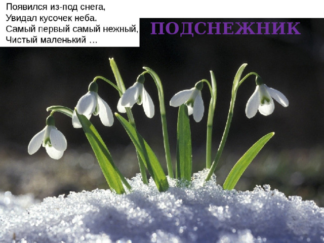  ПОДСНЕЖНИК 