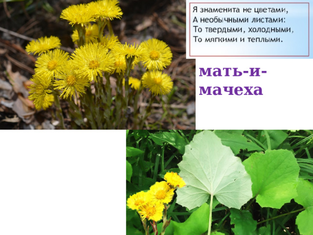 мать-и-мачеха 
