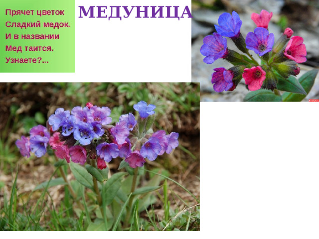 МЕДУНИЦА 
