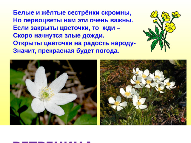  ВЕТРЕНИЦА 