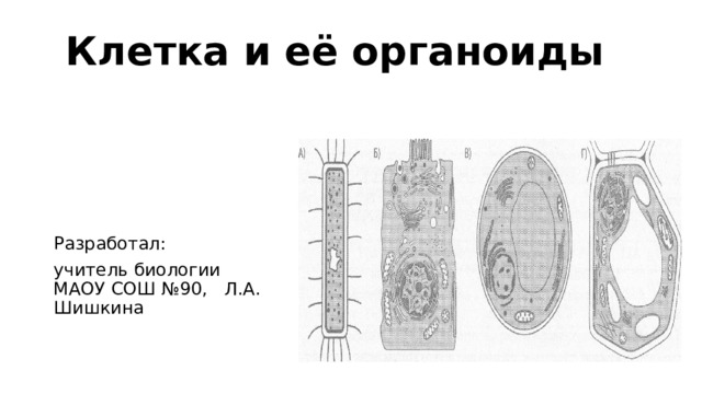Клетка и её органоиды Разработал: учитель биологии МАОУ СОШ №90, Л.А. Шишкина 
