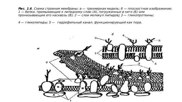 Рис.   1.6 . Схема строения мембраны: а  —  трехмерная модель; б — плоскостное изображение; 1 — белки, примыкающие к липидному слою (А), погруженные в него (Б) или пронизывающие его насквозь (В); 2  —  слои молекул липидов ;  3  —  гликопротеины; 4  —  гликолипиды; 5  —   гидрофильный канал, функционирующий как пора. 