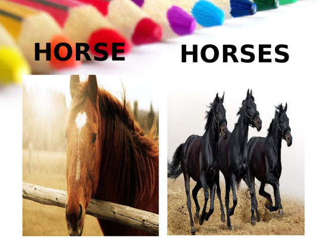 HO R SE HO R S E S 
