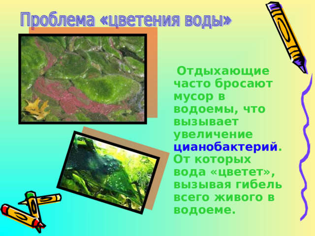  Отдыхающие часто бросают мусор в водоемы, что вызывает увеличение цианобактерий . От которых вода «цветет», вызывая гибель всего живого в водоеме. 