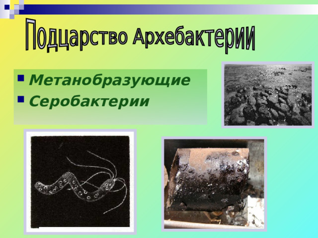 Метанобразующие Серобактерии  
