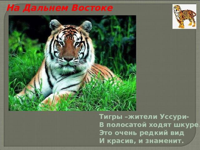 На Дальнем Востоке Тигры –жители Уссури- В полосатой ходят шкуре. Это очень редкий вид И красив, и знаменит. 