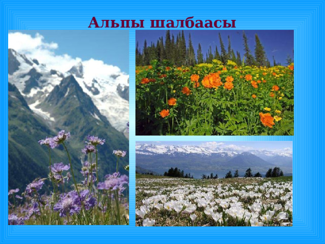 Альпы шалбаасы 